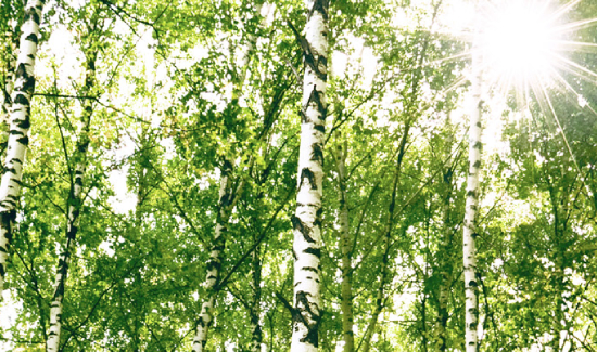 birch trees