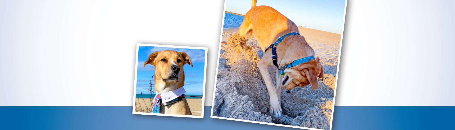 Doggone it contest featuring last year’s winner, Finnegan