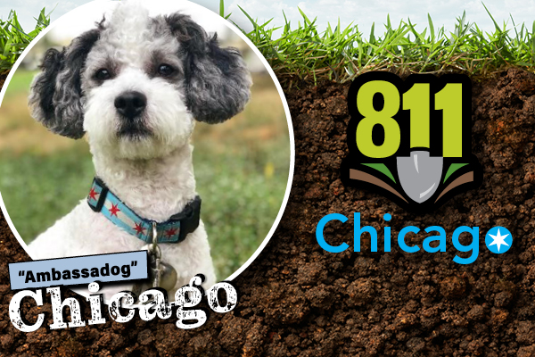 Chicago, our 2026 Doggone it photo contest winner